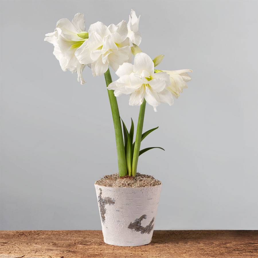 Potted White Amaryllis Bulb for Sale