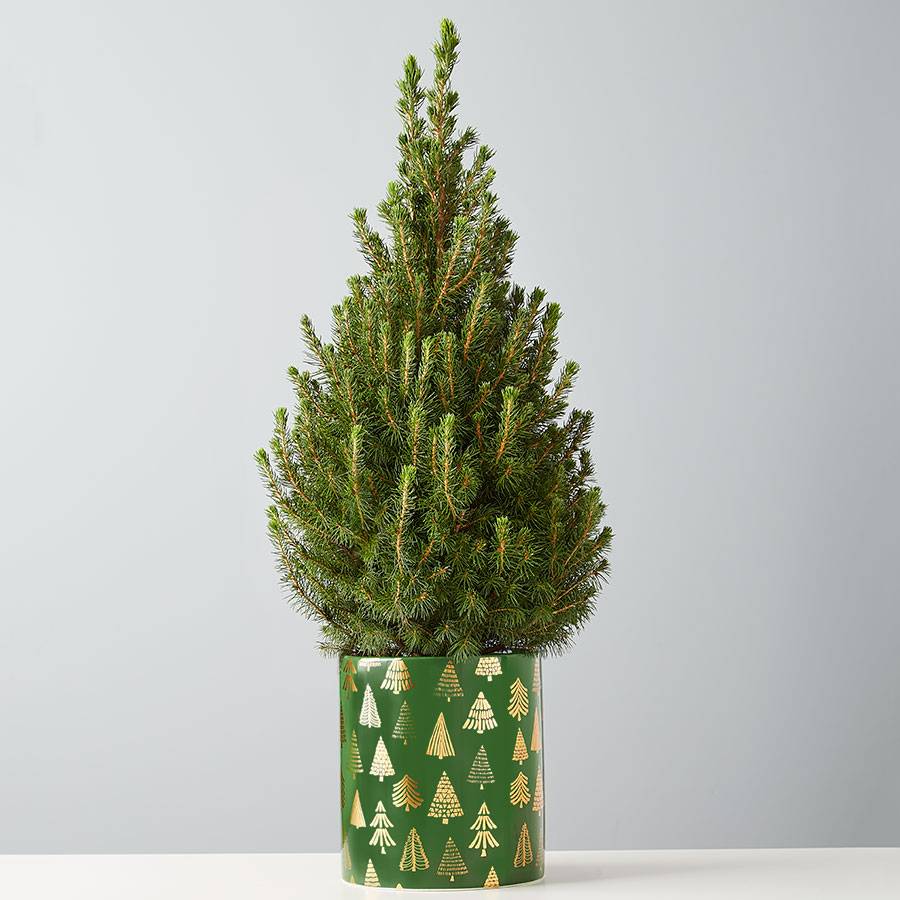 Holiday Lights Spruce Tree