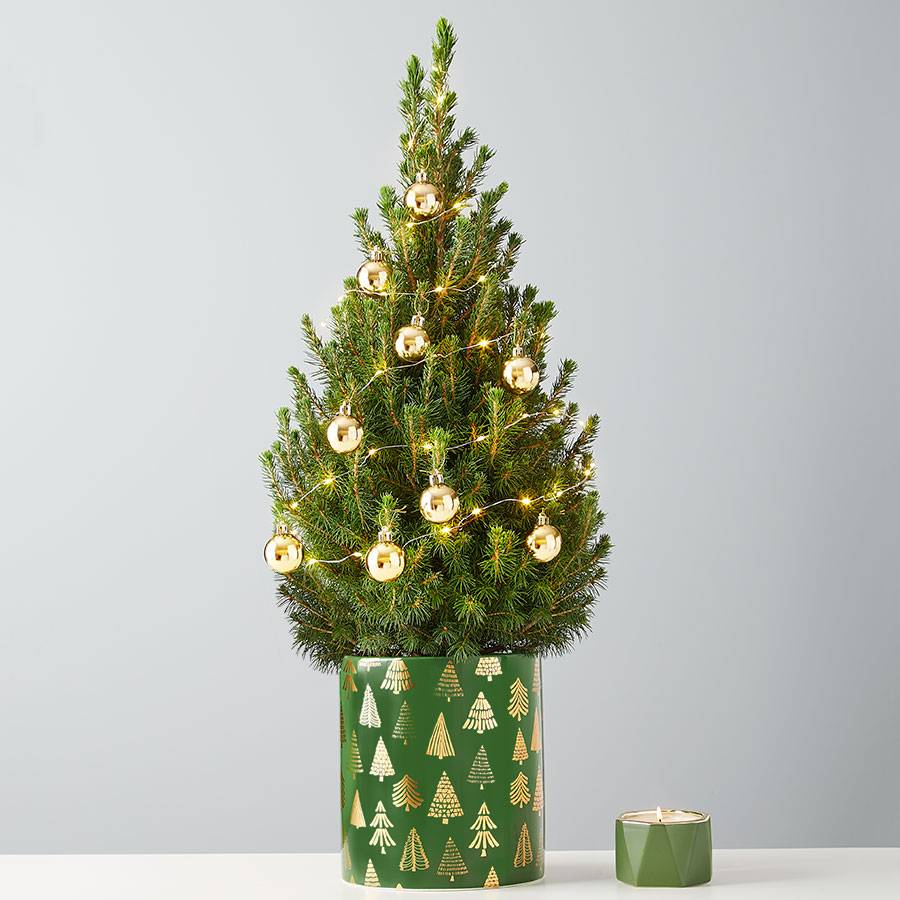 Dwarf Alberta Spruce Centerpiece with Lights