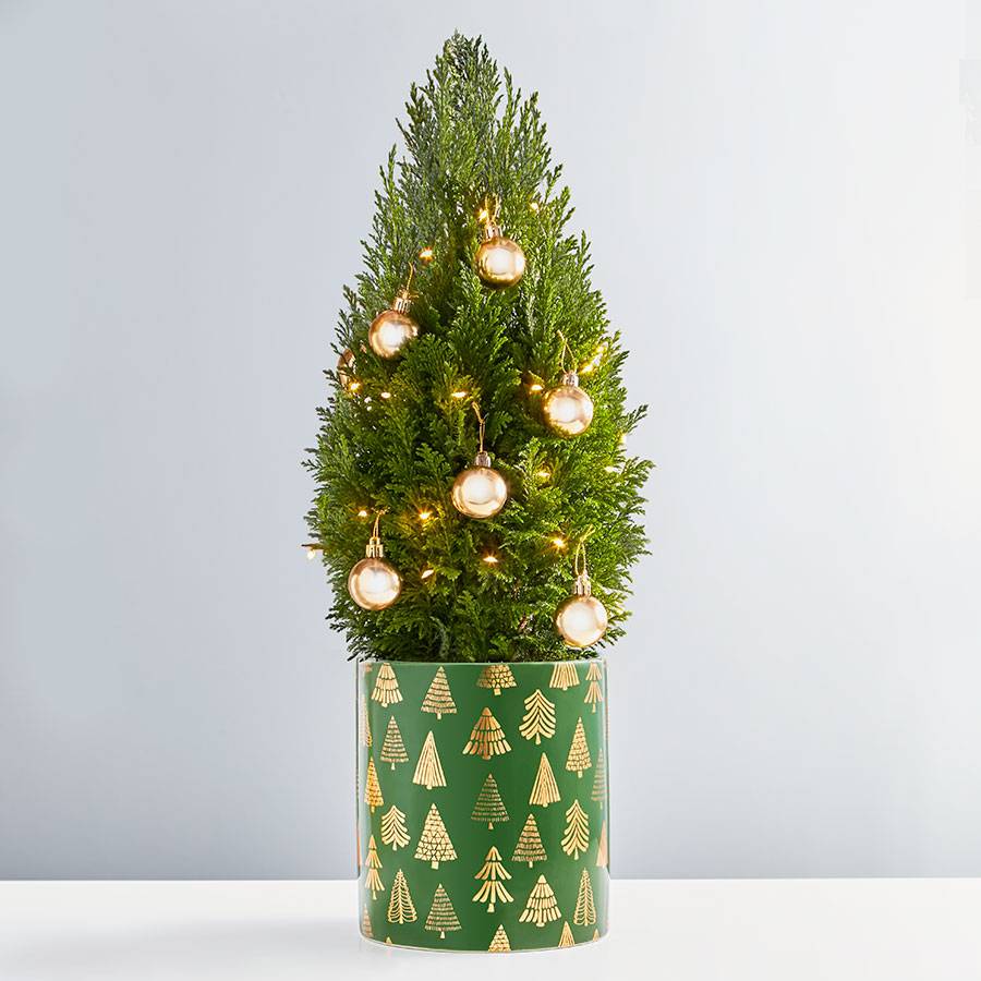 Holiday Lights Cypress Tree