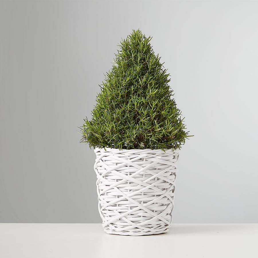 Rosemary and Bright Tree