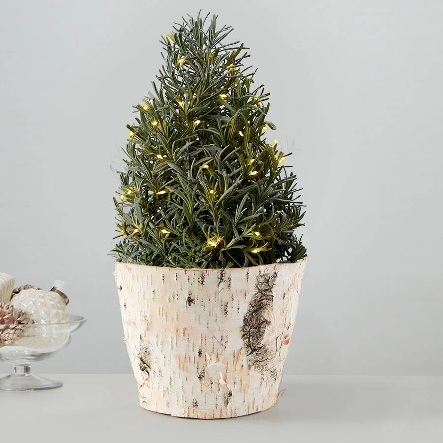 Festive Lavender Tree | plants.com