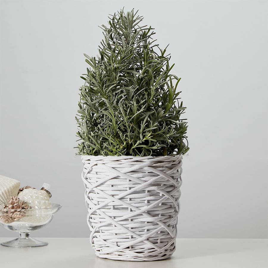 Festive Lavender Tree