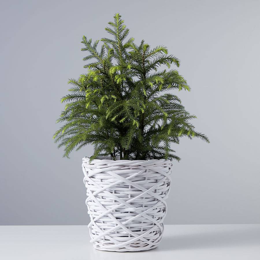 Festive Norfolk Pine Tree