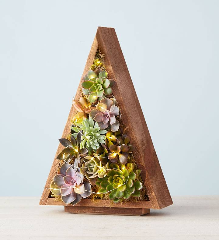Christmas Tree-Shaped Vertical Succulent Garden