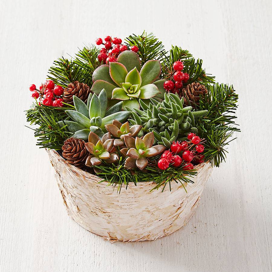 Birch Succulent Garden | plants.com