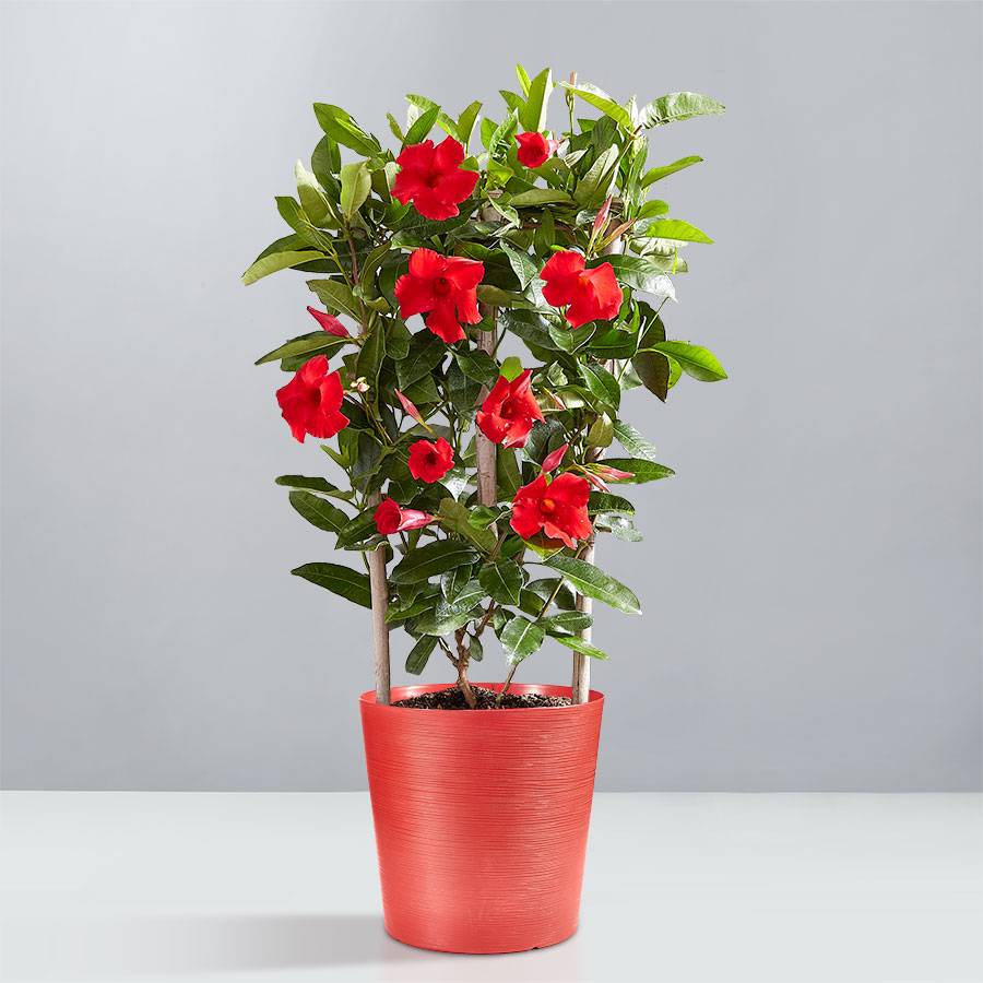 Mandevilla Plant with Trellis
