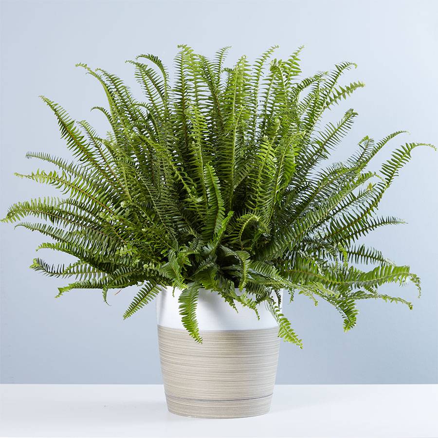 Kimberly Queen Fern Floor Plant