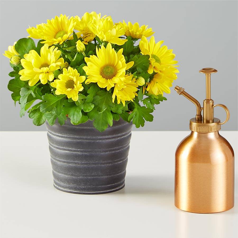 Spring Mum