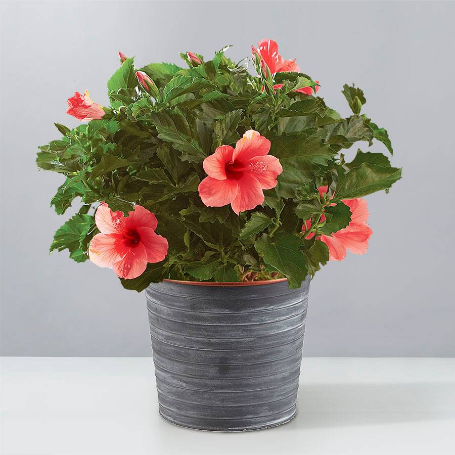 Tropical Hibiscus