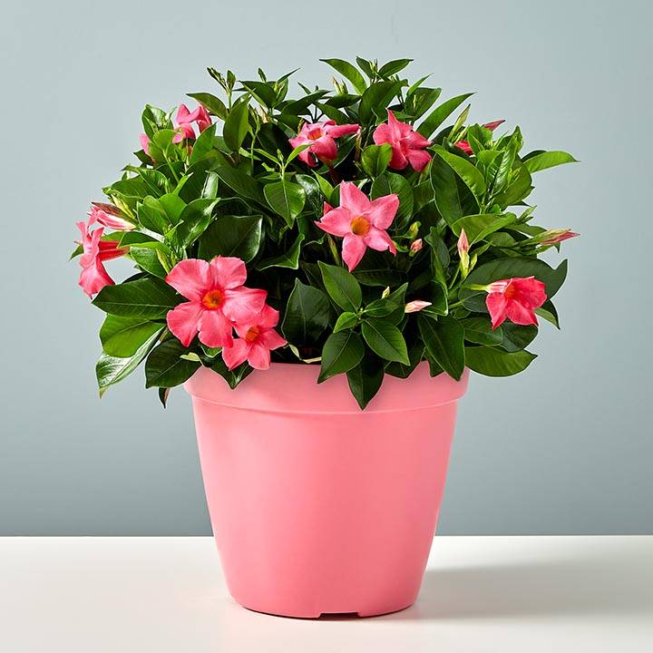 Pink Dipladenia Plant