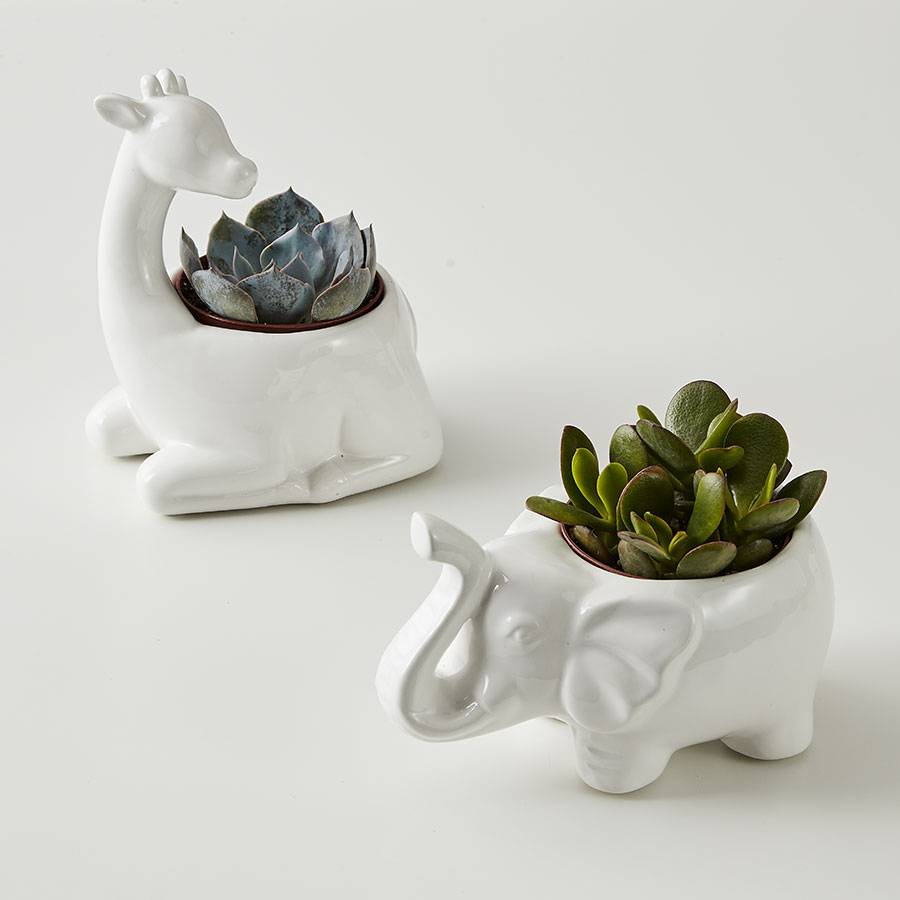 Safari Animal Succulents
