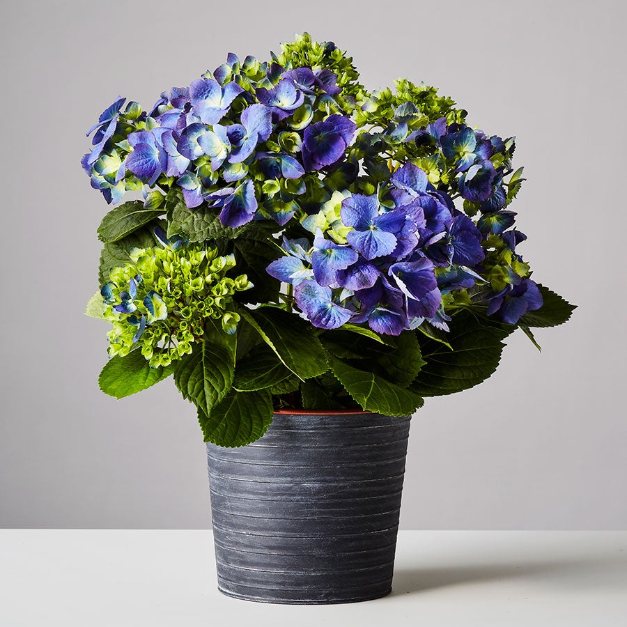 Hydrangea Plant