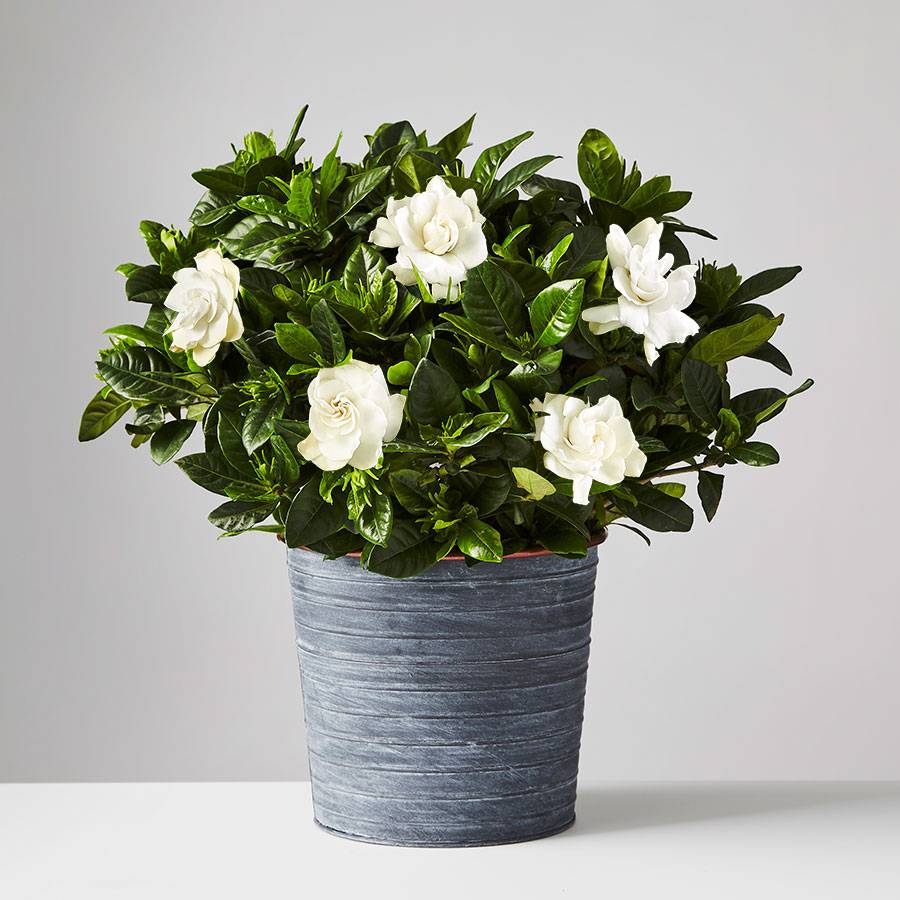 Gardenia Plant