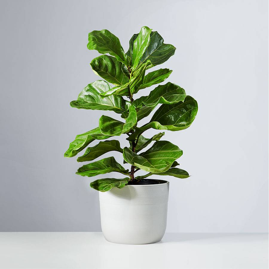 Fiddle Leaf Fig Floor Plant | Plants.com