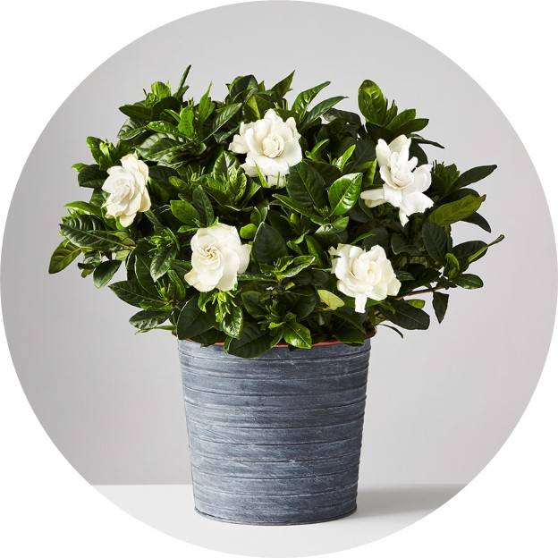 Flowering Plants