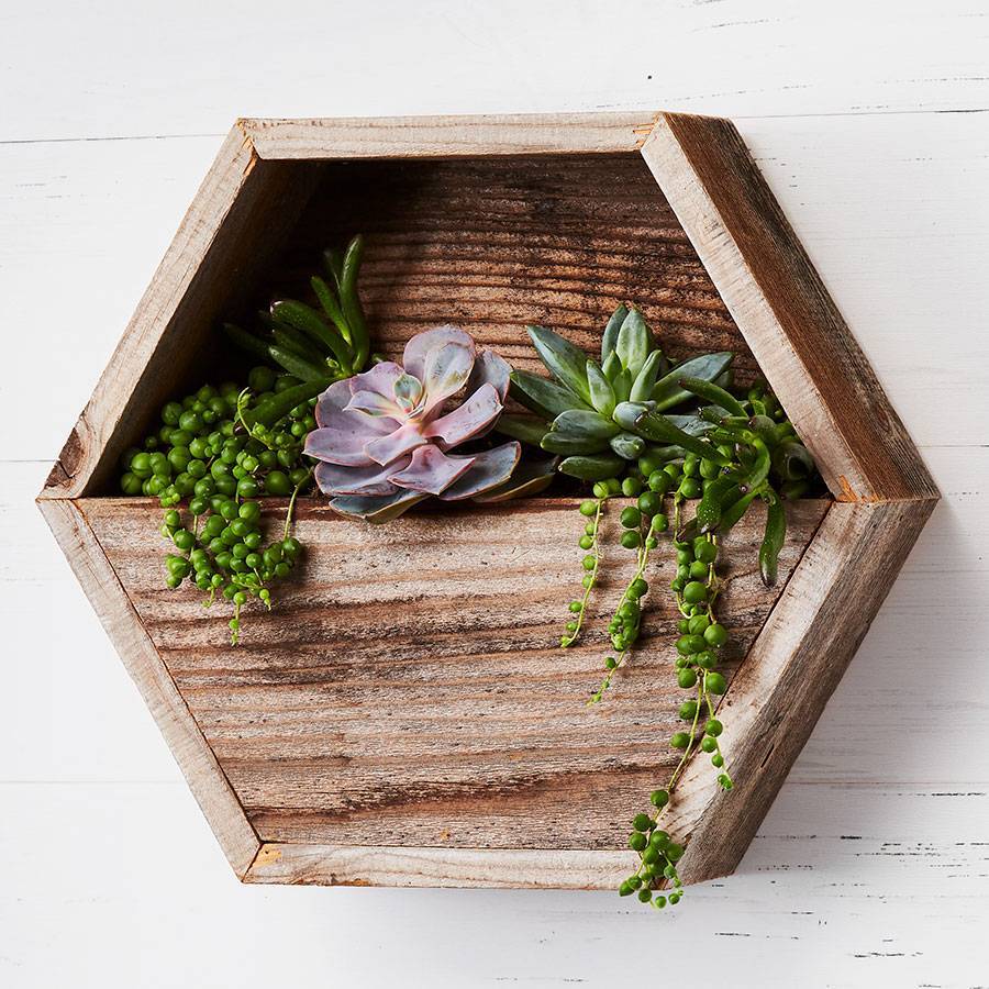 DIY Succulent Wall Garden