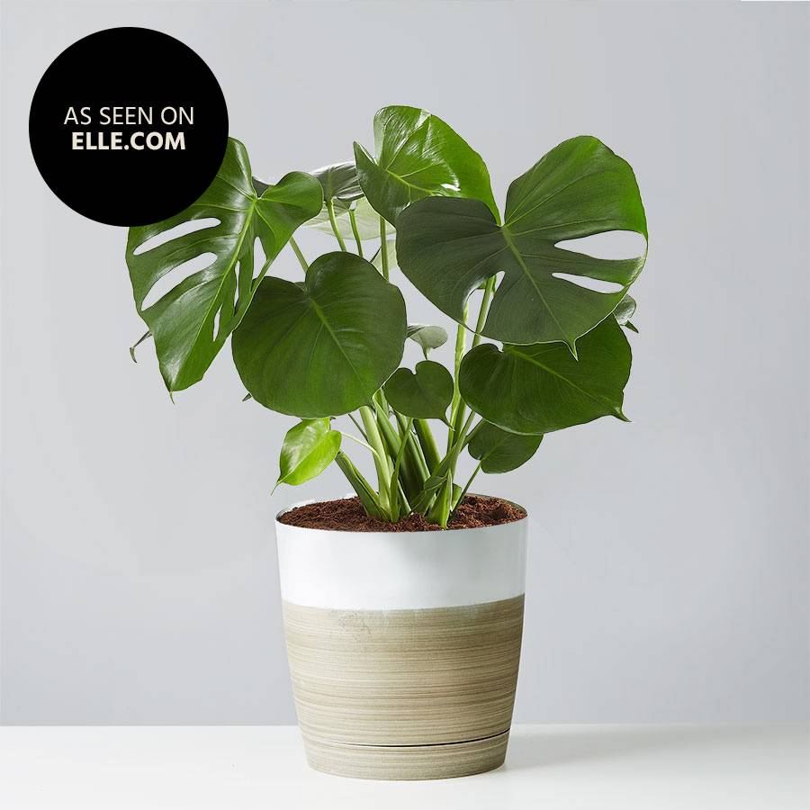 Monstera Deliciosa Floor Plant