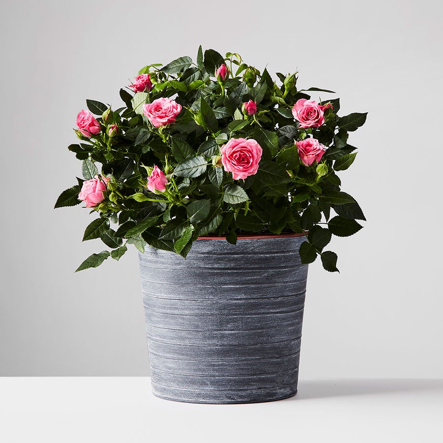 Pink Rose Plant
