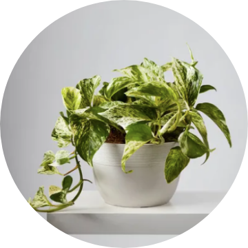 15% Off With Plants.com Promo Code