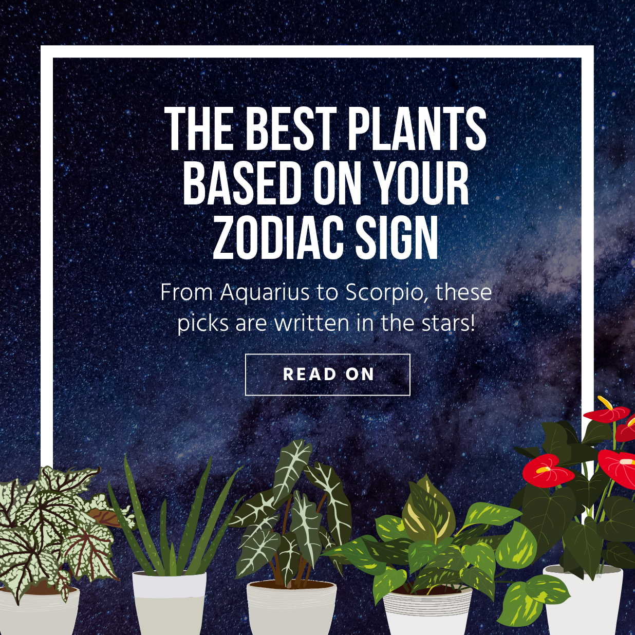 The Best Plants Based on Your Zodiac Sign