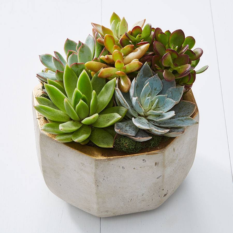 Concrete Succulent Garden