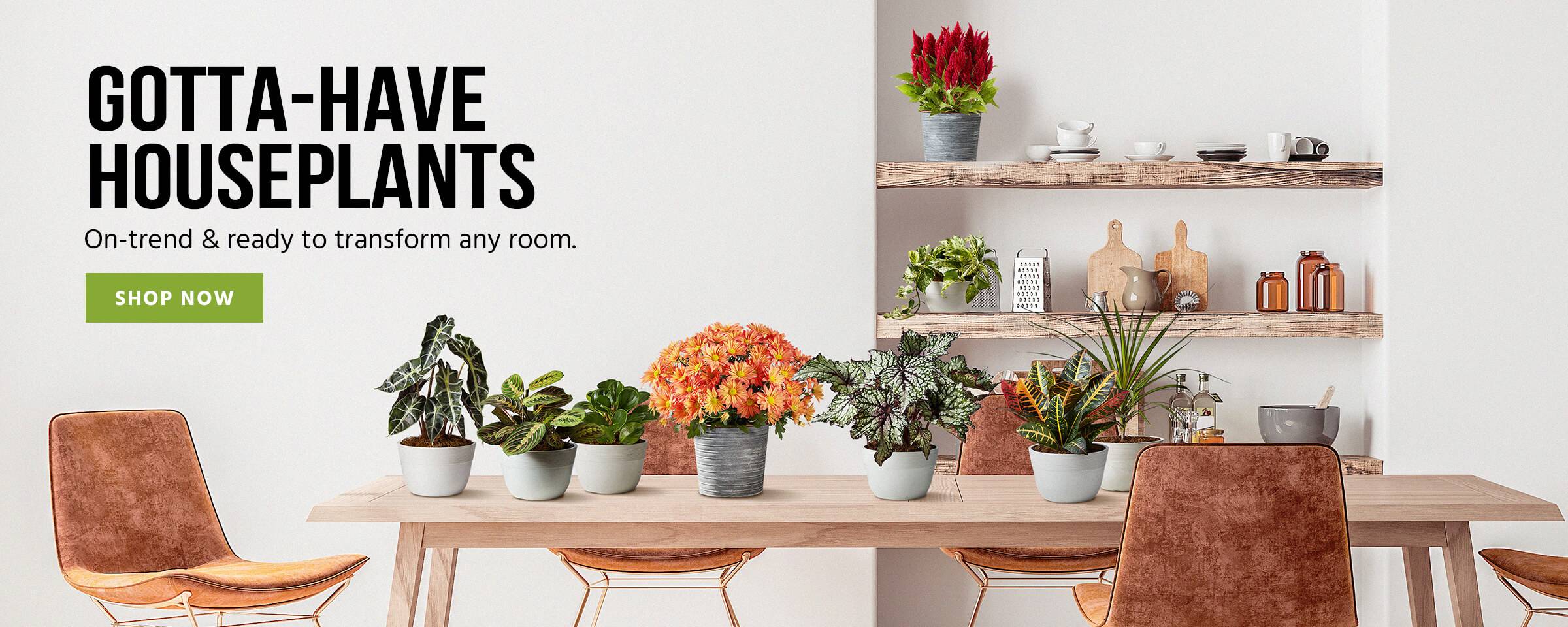 Indoor Potted Plants Delivered Right to Your Door