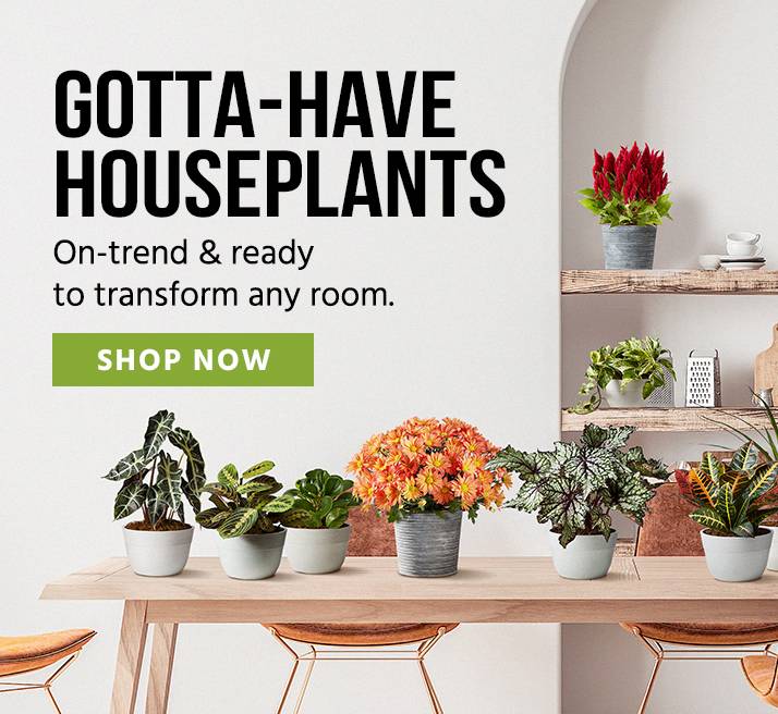 Indoor Potted Plants Delivered Right to Your Door