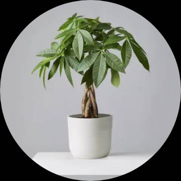 House Plants
