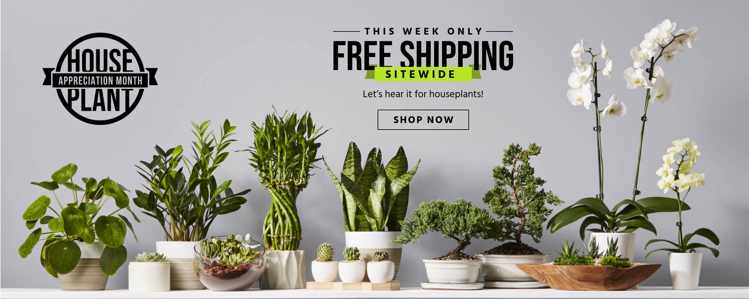 Indoor Potted Plants Delivered Right to Your Door