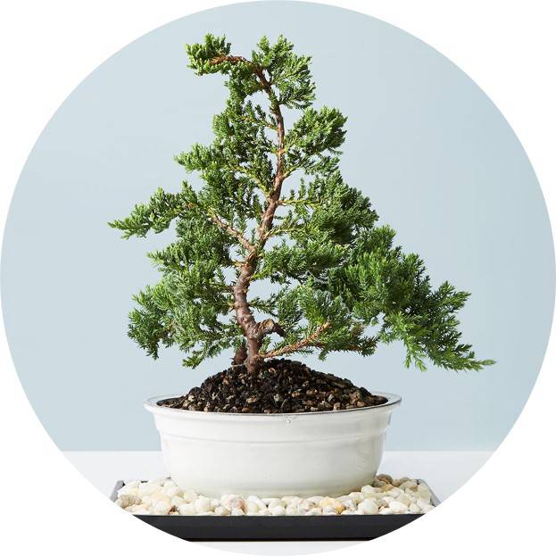 Bonsai & Bamboo