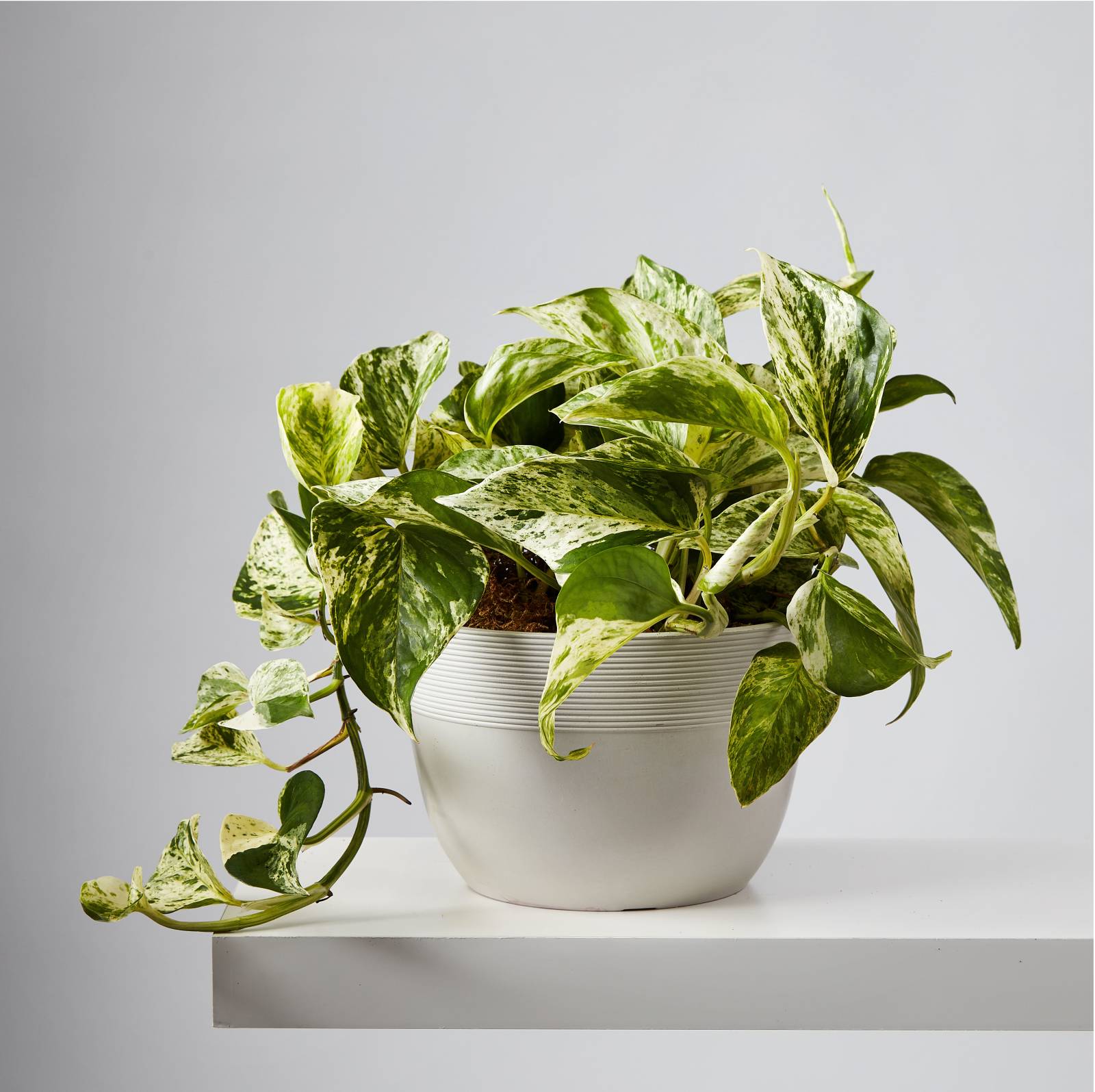 Devil's Ivy Marble Queen