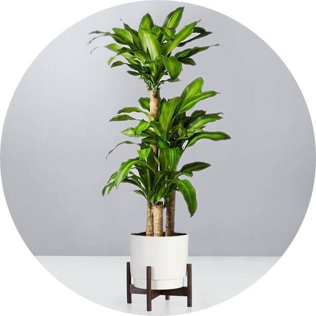 Floor Plants