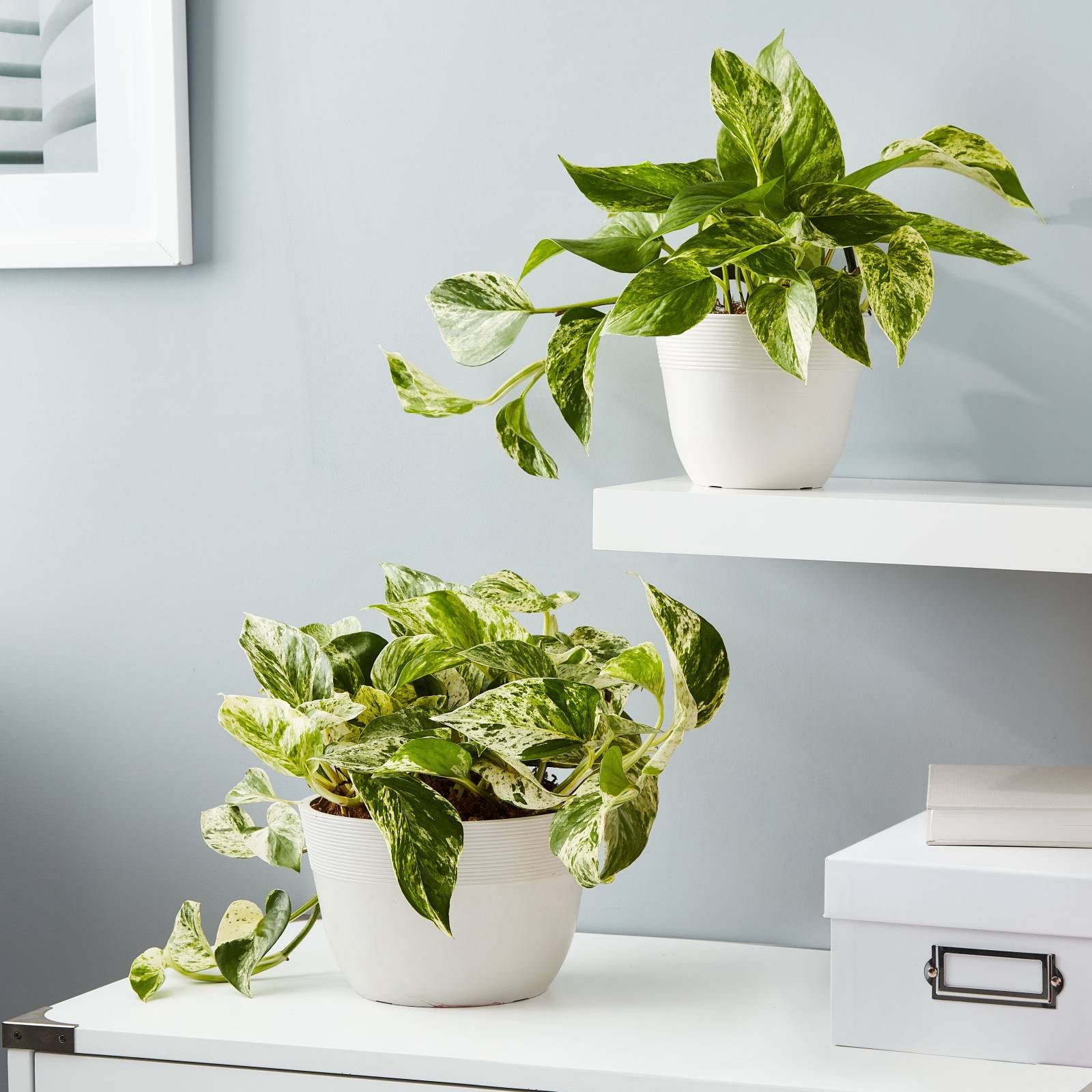 Devil’s Ivy Marble Queen