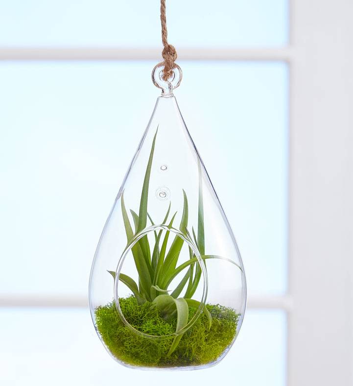Hanging Air Plant Terrarium