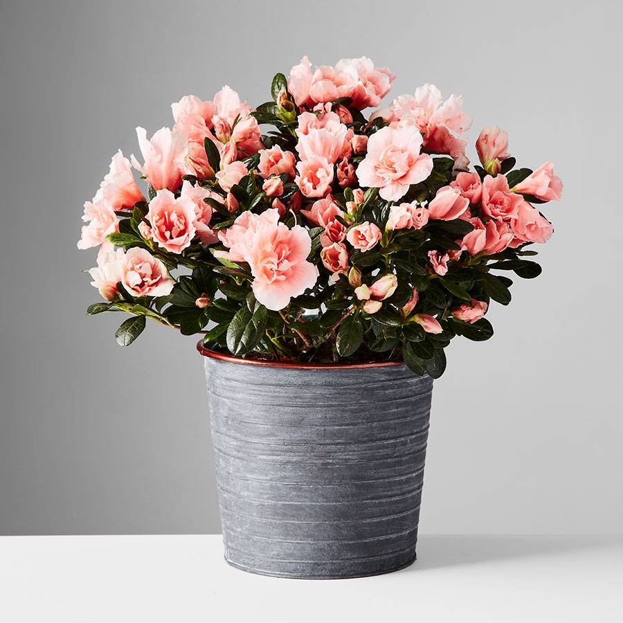 Azalea Plant