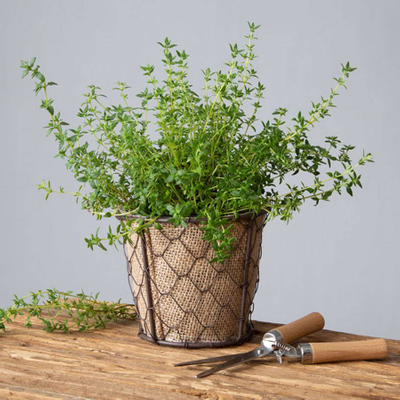Thyme Plant