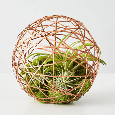 Geometric Ball Air Plant