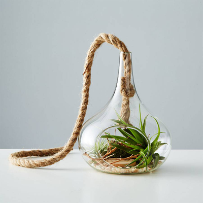 DIY Air Plant Terrarium