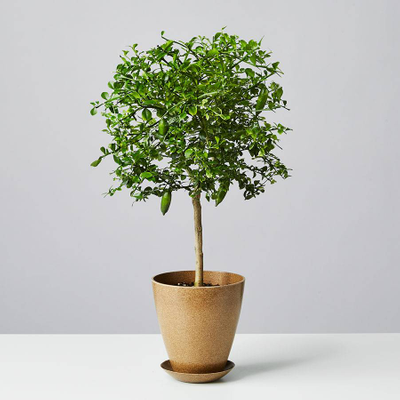 Finger Lime Tree