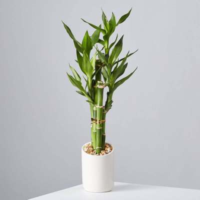 Mini Lucky Bamboo Plant