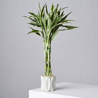 Braided Lucky Bamboo Plant