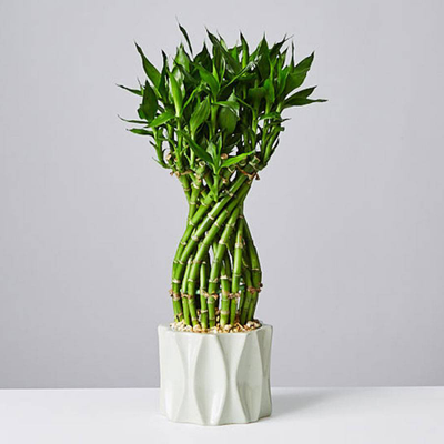 Flower Lucky Bamboo Plant