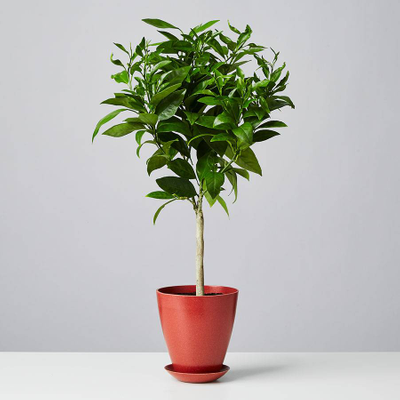 Moro Blood Orange Tree