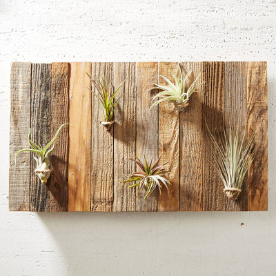 Air Plant Gallery Wall