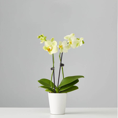 Small Phalaenopsis Orchid: Yellow