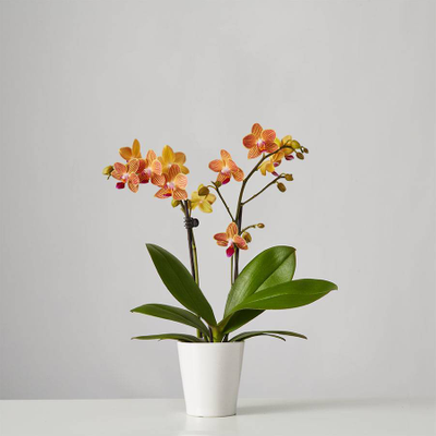 Small Phalaenopsis Orchid: Orange