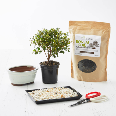 DIY Bonsai Kit
