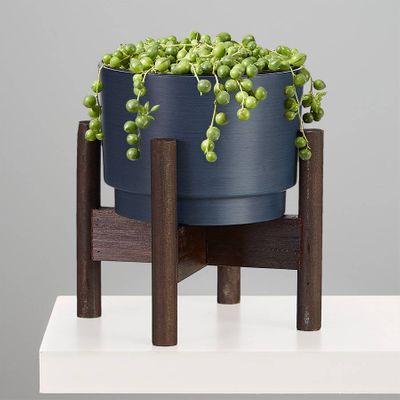 Plants for Beginners | Easy House Plants | Plants.com