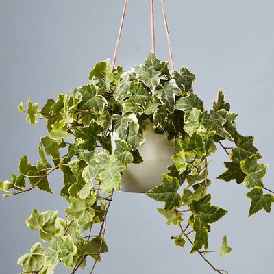 English Ivy Hanging Plant